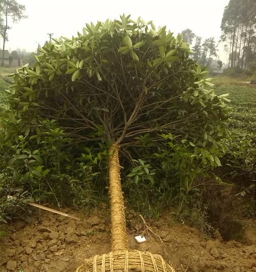 选购最香最好的桂花树品种（如何挑选适合自家的桂花树？闻香识品，找准最佳选择）