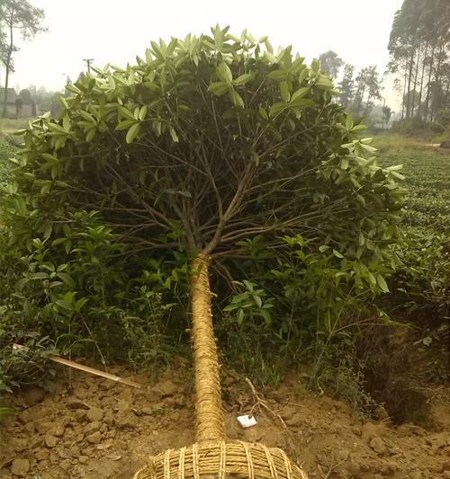 选购最香最好的桂花树品种（如何挑选适合自家的桂花树？闻香识品，找准最佳选择）