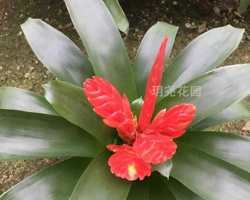 鸿运当头的宝石品种（顶级宝石的魅力与价值）