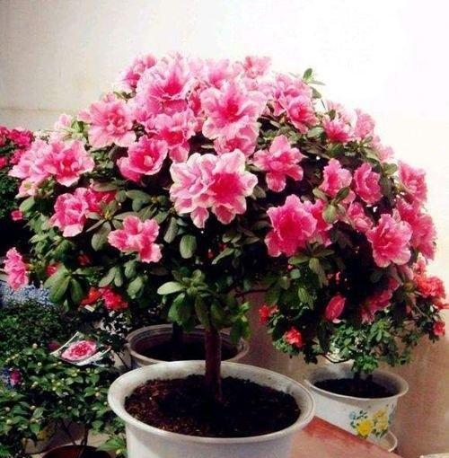 杜鹃花开花多的养护技巧（掌握这些养护技巧，让杜鹃花绽放更美）