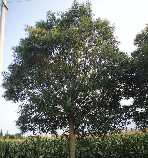 大叶女贞移栽时间和方法剖析（做好移栽准备，确保植株生长）