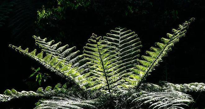 探秘热带雨林的植物之美（探究热带雨林的植物种类和特点）