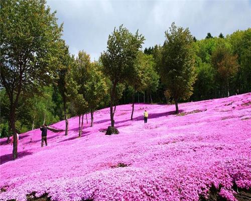 如何成功播种芝樱花种子（详细解读芝樱花播种技巧）