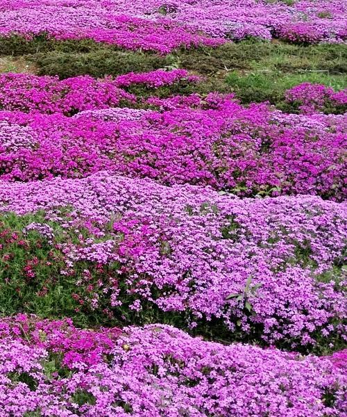 如何成功播种芝樱花种子（详细解读芝樱花播种技巧）