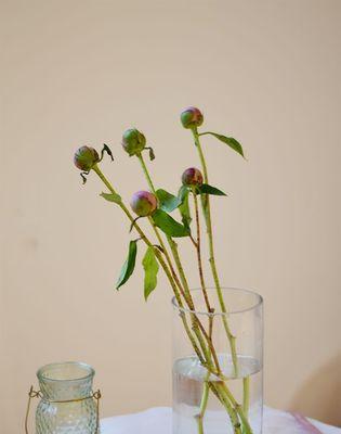 盆栽芍药花的种植技巧（从选种到养护，让你轻松种出漂亮的芍药花）