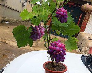 盆栽葡萄种植技术与管理（家庭中的小酒庄，盆栽葡萄也能结出美酒）