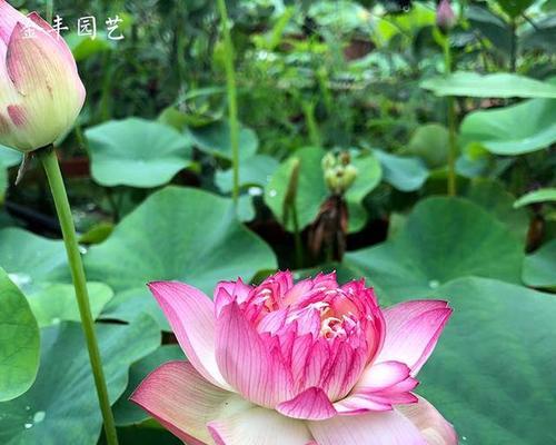 荷花盛开，美丽绽放（探秘荷花开放季节的奥秘）