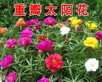 波斯菊种植全程详解（从种子到开花，打造美丽花园）