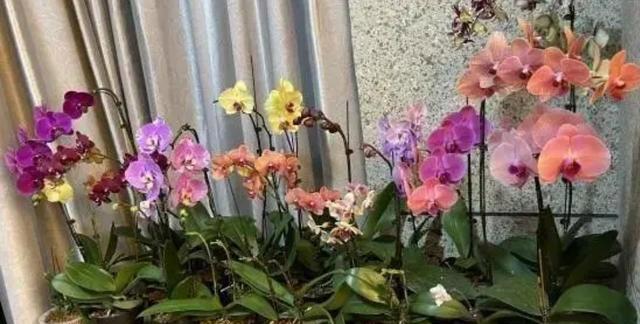 如何养护蝴蝶兰开出美丽的花朵？（掌握关键技巧，让蝴蝶兰花开放无限！）