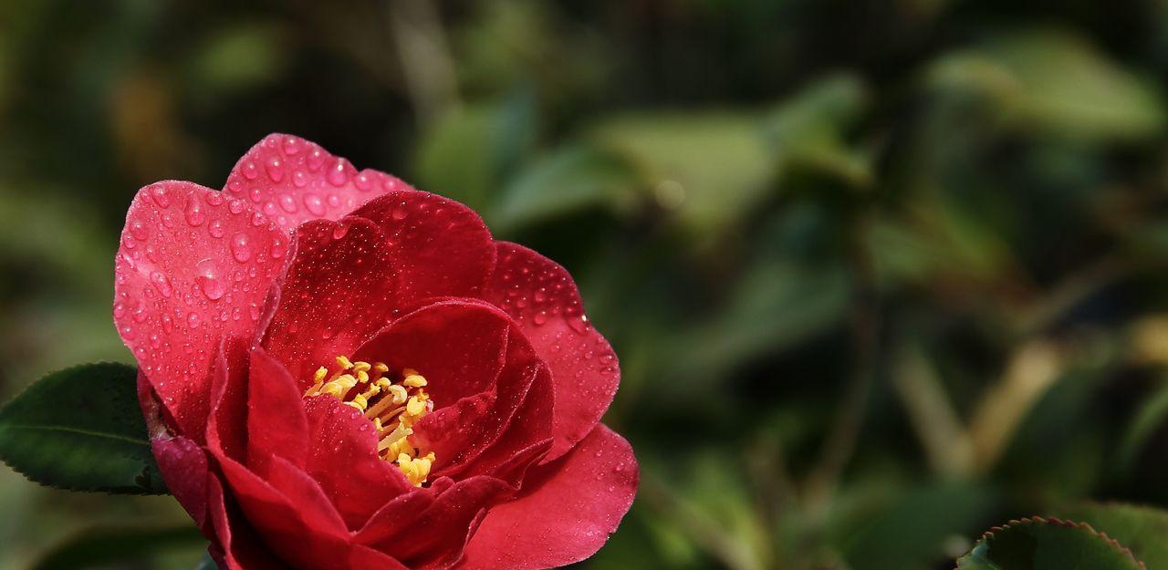 山茶花养殖方法（打造精致花园，享受花海盛宴）