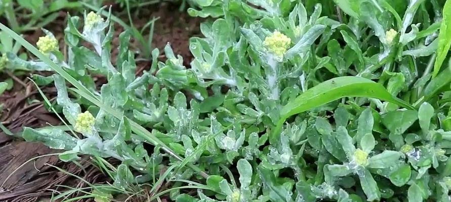 探秘鼠耳草——这种植物的别名、生长环境与特性