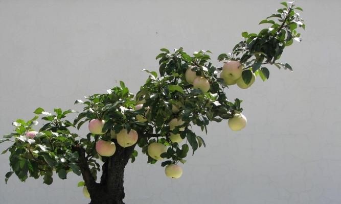 打造苹果盆景，从养护开始（从选购到养护，全面指南，让您的苹果盆景更加美丽）