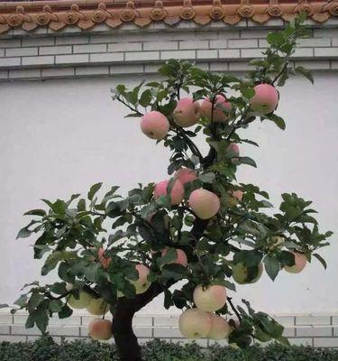 打造苹果盆景，从养护开始（从选购到养护，全面指南，让您的苹果盆景更加美丽）