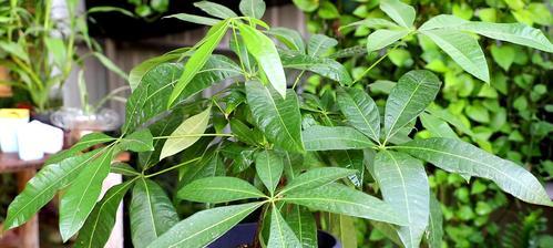 如何救活发财树叶子发黄掉落的情况？（一些简单易行的方法让你的发财树恢复健康）
