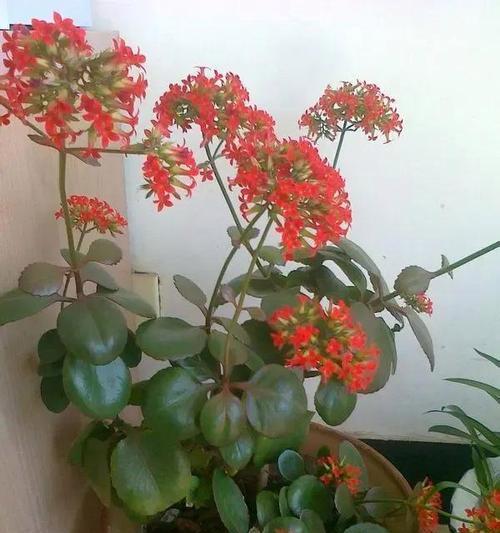 如何栽培长寿花（追求生命之美的秘诀）