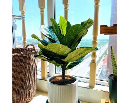 净化空气的最佳室内植物排行榜（让你的居室更健康——了解这些室内植物，轻松提高室内空气质量）