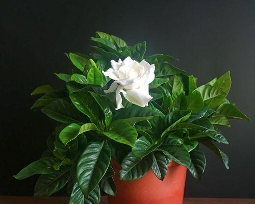 净化空气的最佳室内植物排行榜（让你的居室更健康——了解这些室内植物，轻松提高室内空气质量）