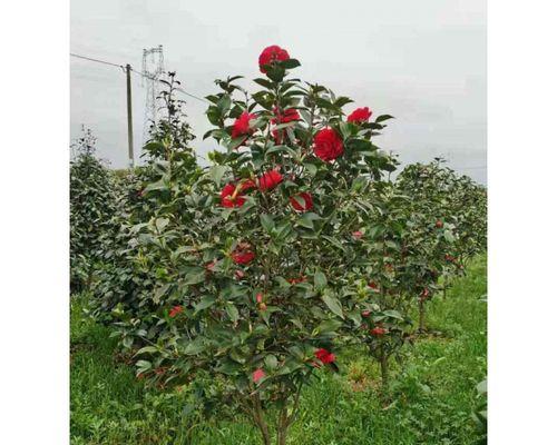 地栽茶花冬季越冬全攻略（如何让地栽茶花安然度过寒冬，迎接春日复苏？）