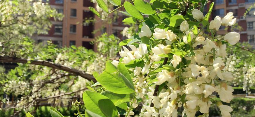 北方槐树开花时间与特点（春季即将到来，你知道槐树何时开花吗？）