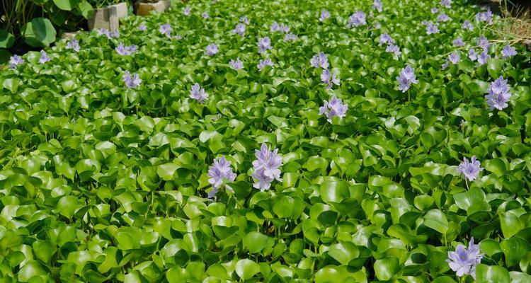 水葫芦养殖方法（打造家庭水葫芦种植园——以水质和温度为关键）