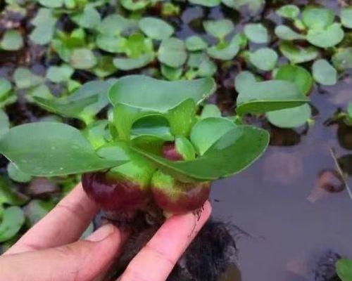 水葫芦养殖方法（打造家庭水葫芦种植园——以水质和温度为关键）