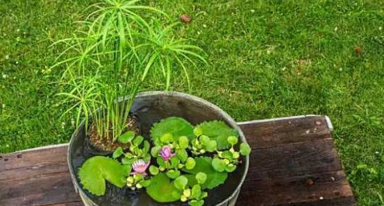 水葫芦养殖方法（打造家庭水葫芦种植园——以水质和温度为关键）