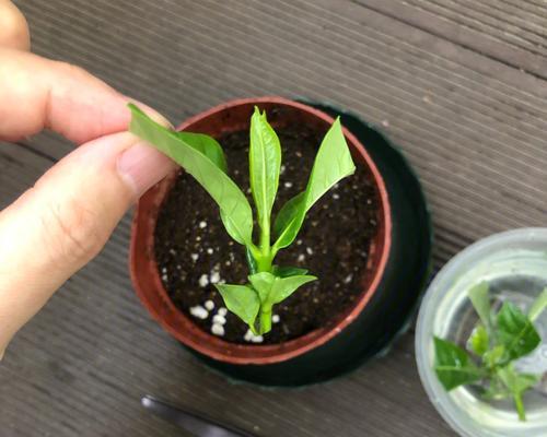 栀子花能否嫁接成功？（探究栀子花嫁接的可行性与技术要点）