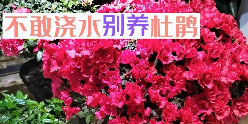 如何养活杜鹃花？（营养、水分、土壤、剪枝、浇水、日照、温度、病虫害防治）