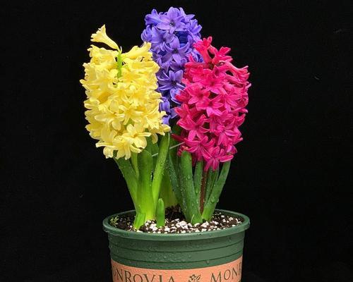 风信子种球的种植与护理（打造花园的绝佳选择）