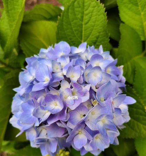 绣球花的开花习惯（一年开几次花？花期长短如何？）