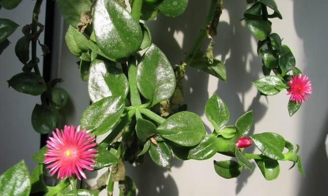 玫瑰吊兰的种植与养护指南（打造居家绿色空间，让玫瑰吊兰陪伴你的生活）