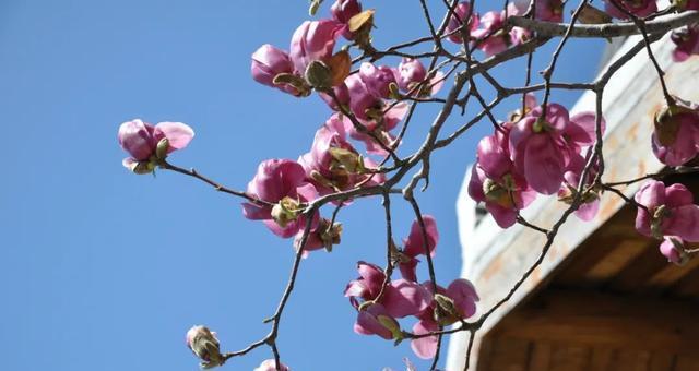 赏花指南——三月花开美景（春季花海美不胜收，哪些花儿最值得一看？）