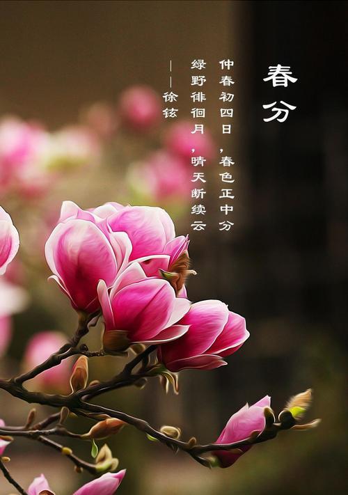 赏花指南——三月花开美景（春季花海美不胜收，哪些花儿最值得一看？）