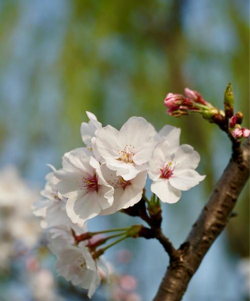 赏花指南——三月花开美景（春季花海美不胜收，哪些花儿最值得一看？）