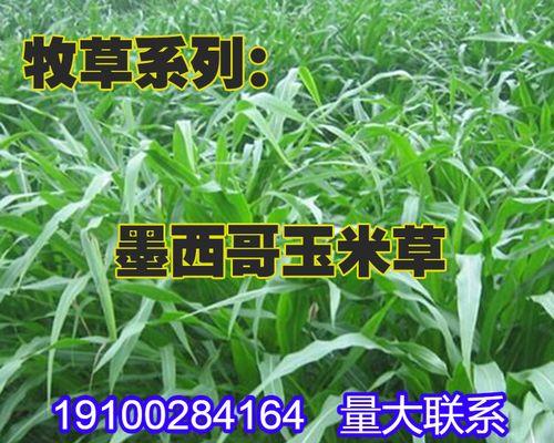 墨西哥玉米草种植全攻略（掌握种植技巧，收获丰富好处）