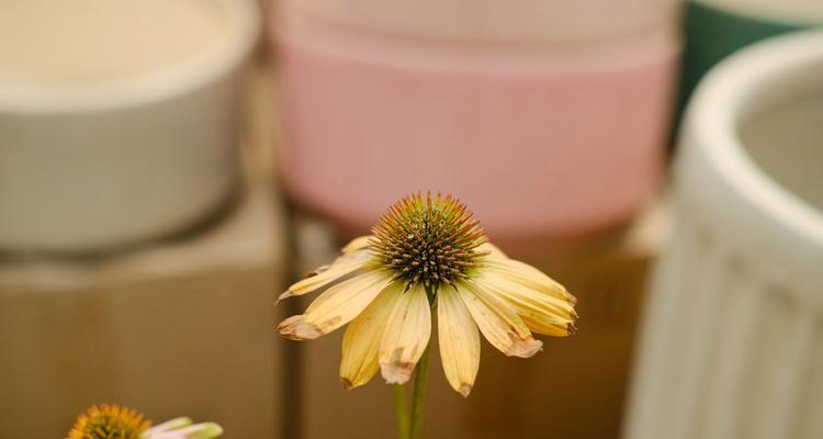 松果菊修枝指南（如何正确地修剪和塑造松果菊）