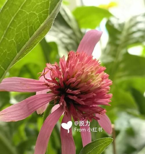 松果菊修枝指南（如何正确地修剪和塑造松果菊）