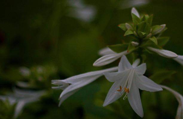 玉簪花之美——传递吉祥的花语（探究玉簪花的寓意及其文化内涵）