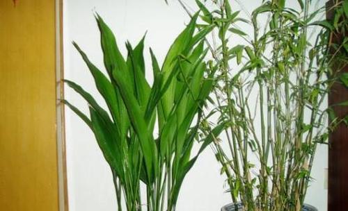 一叶兰的养殖技巧（从选苗到管理，打造高产优质的一叶兰种植园）