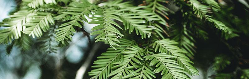 水杉，一种珍贵的乔木植物（了解水杉，掌握栽培方法，保护生态环境）
