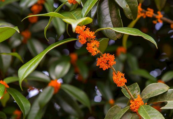 金桂花花语及寓意（金桂花的香气醉人寄托美好祝愿）