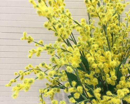 以金合欢花语-花开花落情长存（探寻以金合欢花语的美丽秘密）