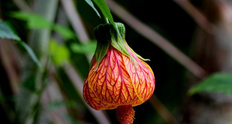 金铃花的花语（探寻金铃花所传递的情感与寓意）