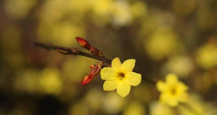 迎春花品种介绍（春季不可错过的五大迎春花，让你的花园更加绚烂）