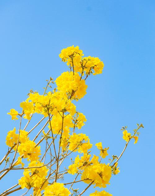 黄花风铃木的花期与特点（了解黄花风铃木的生态习性与观赏价值）