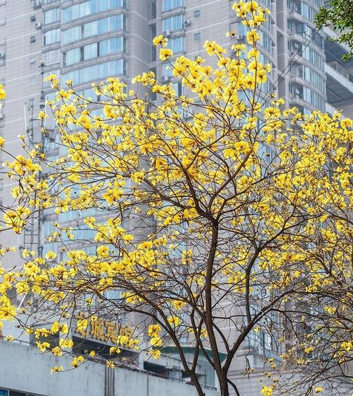 黄花风铃木的花期与特点（了解黄花风铃木的生态习性与观赏价值）