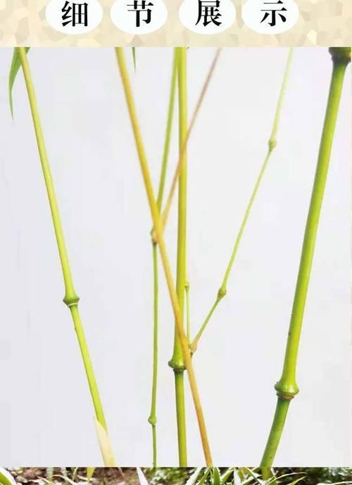 探秘中国名贵竹子（了解竹子种类、特点及用途）