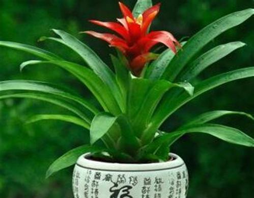 鸿运当头，养殖有诀！（如何利用科学方法提高养殖效益？）