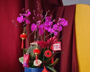 春节花卉——传统文化的绚丽缩影（探索中国春节花卉文化的神秘魅力）