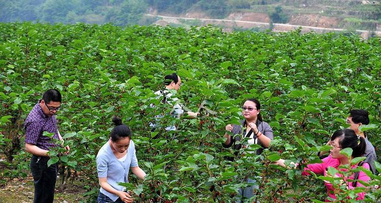 种植桑树的全流程（打造优质桑叶，实现增收致富）